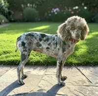 Gracie, a female Poodle - Miniature  for sale in Marysville, CA – 5 of 8