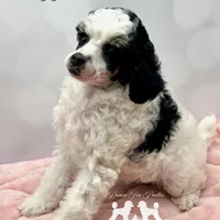 𝐀𝐊𝐂 𝐓𝐫𝐢𝐠𝐠𝐞𝐫 CLEAR, a female Poodle - Miniature  for sale in Marysville, CA – Photo 4 of 4