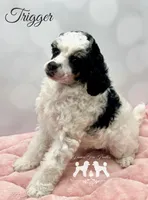 𝐀𝐊𝐂 𝐓𝐫𝐢𝐠𝐠𝐞𝐫 CLEAR, a female Poodle - Miniature  for sale in Marysville, CA – Photo 4 of 4