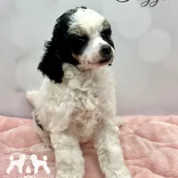 𝐀𝐊𝐂 𝐓𝐫𝐢𝐠𝐠𝐞𝐫 CLEAR, a female Poodle - Miniature  for sale in Marysville, CA – Photo 2 of 4