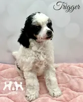𝐀𝐊𝐂 𝐓𝐫𝐢𝐠𝐠𝐞𝐫 CLEAR, a female Poodle - Miniature  for sale in Marysville, CA – Photo 2 of 4