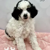𝐀𝐊𝐂 𝐓𝐫𝐢𝐠𝐠𝐞𝐫 CLEAR, a female Poodle - Miniature  for sale in Marysville, CA – Photo 3 of 4