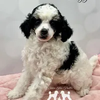 𝐀𝐊𝐂 𝐓𝐫𝐢𝐠𝐠𝐞𝐫 CLEAR, a female Poodle - Miniature  for sale in Marysville, CA – Photo 1 of 4
