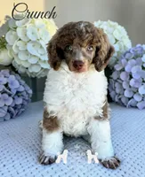 AKC Brown Merle Tuxedo Tri , a male Poodle - Miniature  for sale in Marysville, CA – 2 of 4