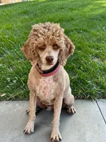 Karma, a female Poodle - Miniature  for sale in Marysville, CA – 2 of 5