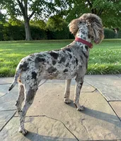 Gracie, a female Poodle - Miniature  for sale in Marysville, CA – 4 of 8