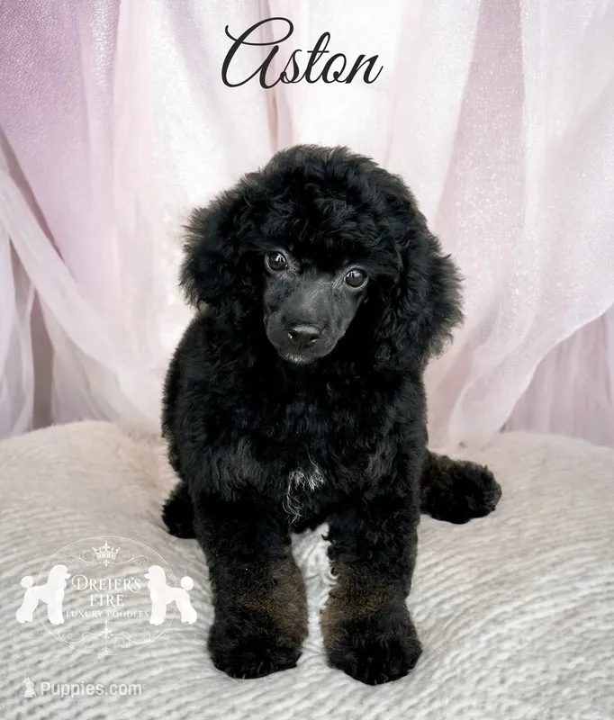 AKC Aston – Poodle - Miniature  puppy for sale in Marysville, CA