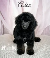 AKC Aston, a female Poodle - Miniature  for sale in Marysville, CA – 1 of 1