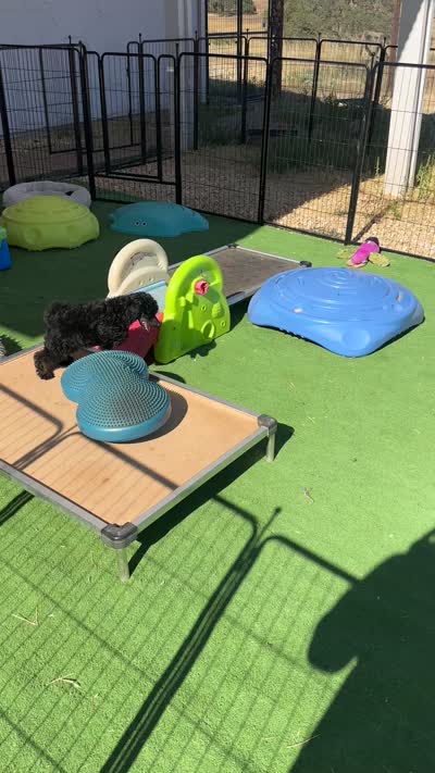 AKC Aston, a female Poodle - Miniature  for sale in Marysville, CA – 8 of 8