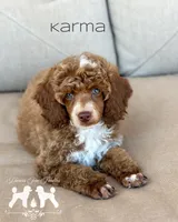 Karma, a female Poodle - Miniature  for sale in Marysville, CA – 5 of 5