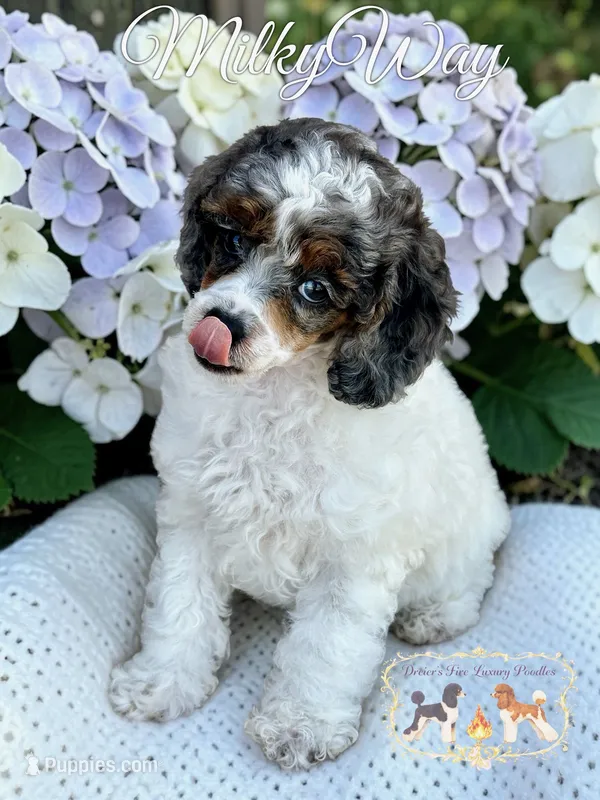 Milkyway  – Poodle - Miniature  puppy for sale in Marysville, CA