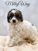 Milkyway , a female Poodle - Miniature  for sale in Marysville, CA – 1 of 3