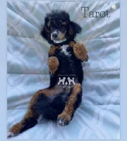 AKC Clear Tarot, a male Poodle - Miniature  for sale in Marysville, CA – 3 of 3
