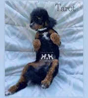 AKC Clear Tarot, a male Poodle - Miniature  for sale in Marysville, CA – 2 of 3