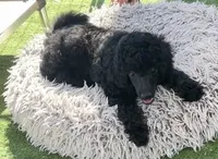 AKC Aston, a female Poodle - Miniature  for sale in Marysville, CA – 5 of 8