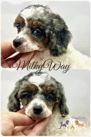 Milkyway , a female Poodle - Miniature  for sale in Marysville, CA – 2 of 3