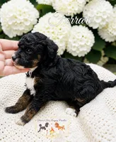 Ferrari, a female Poodle - Miniature  for sale in Marysville, CA – 2 of 2