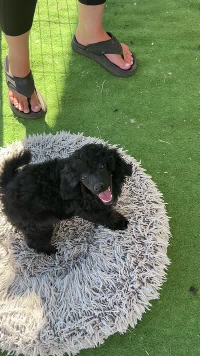 AKC Aston, a female Poodle - Miniature  for sale in Marysville, CA – 7 of 8