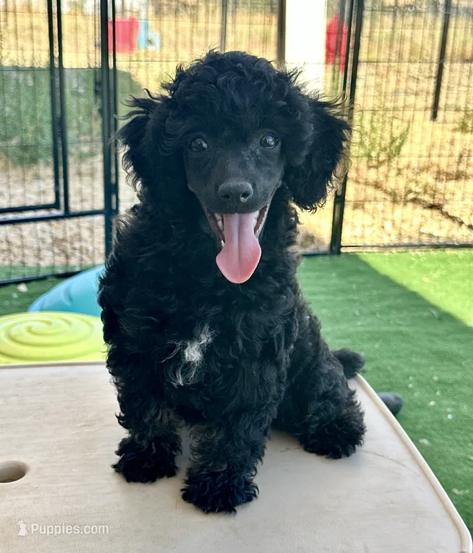 AKC Aston – Poodle - Miniature  puppy for sale in Marysville, CA