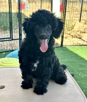 AKC Aston, a female Poodle - Miniature  for sale in Marysville, CA – 1 of 8