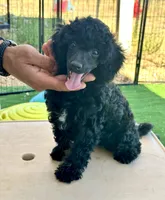 AKC Aston, a female Poodle - Miniature  for sale in Marysville, CA – 2 of 8