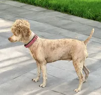 Karma, a female Poodle - Miniature  for sale in Marysville, CA – 3 of 5