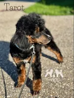 AKC Clear Tarot, a male Poodle - Miniature  for sale in Marysville, CA – 1 of 3