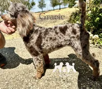 Gracie, a female Poodle - Miniature  for sale in Marysville, CA – 2 of 8