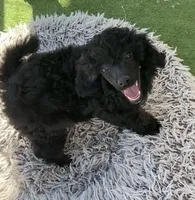 AKC Aston, a female Poodle - Miniature  for sale in Marysville, CA – 6 of 8