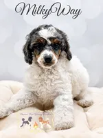 Milkyway , a female Poodle - Miniature  for sale in Marysville, CA – 3 of 3