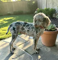 Gracie, a female Poodle - Miniature  for sale in Marysville, CA – 6 of 8