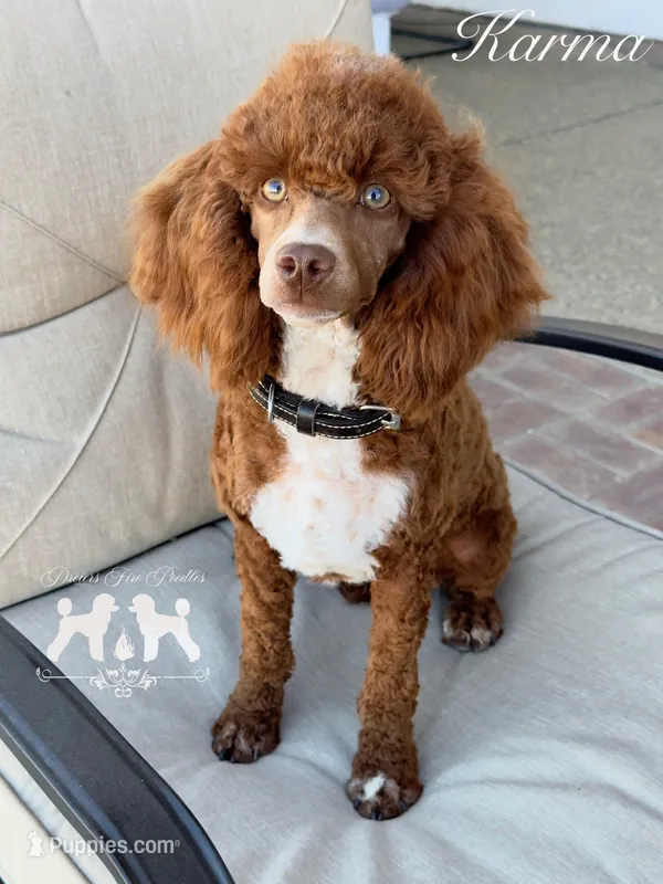 Karma – Poodle - Miniature  puppy for sale in Marysville, CA