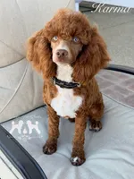Karma, a female Poodle - Miniature  for sale in Marysville, CA – 1 of 5