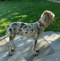 Gracie, a female Poodle - Miniature  for sale in Marysville, CA – 7 of 8