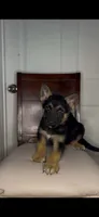 German Shepherd , a male German Shepherd Dog for sale in Dearborn, MI – 4 of 4