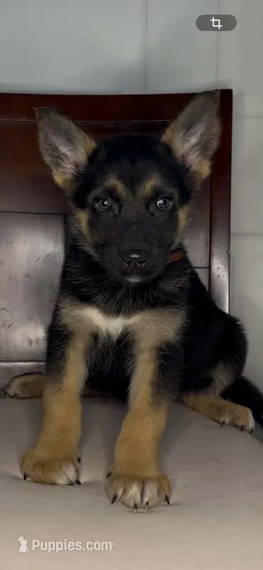 German Shepherd Female – German Shepherd Dog puppy for sale in Dearborn, MI