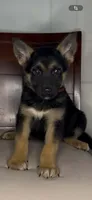 German Shepherd Female, a female German Shepherd Dog for sale in Dearborn, MI – 1 of 3