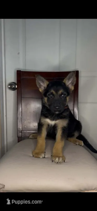 German Shepherd  – German Shepherd Dog puppy for sale in Dearborn, MI