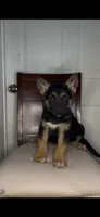 German Shepherd , a male German Shepherd Dog for sale in Dearborn, MI – 1 of 4