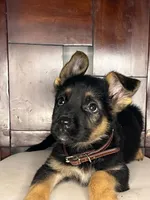 German Shepherd , a male German Shepherd Dog for sale in Dearborn, MI – 3 of 4