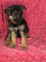 German Shepherd Girl, a female German Shepherd Dog for sale in Dearborn, MI – 3 of 4