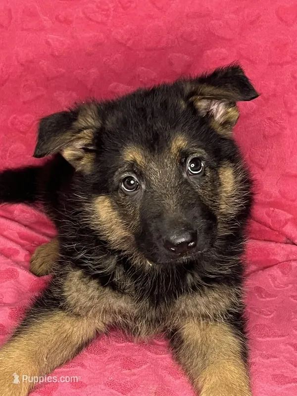 German Shepherd Girl – German Shepherd Dog puppy for sale in Dearborn, MI