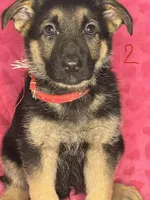 German Shepherd Girl, a female German Shepherd Dog for sale in Dearborn, MI – 4 of 4