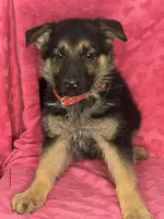 German Shepherd Girl, a female German Shepherd Dog for sale in Dearborn, MI – 2 of 4