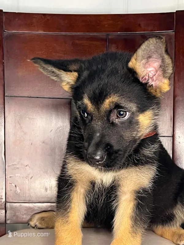 Female German shepherd puppy  – German Shepherd Dog puppy for sale in Dearborn, MI
