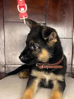 German Shepherd Female, a female German Shepherd Dog for sale in Dearborn, MI – 3 of 3