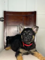 German Shepherd Female, a female German Shepherd Dog for sale in Dearborn, MI – 2 of 3