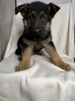 German shepherd boy, a male German Shepherd Dog for sale in Dearborn, MI – Photo 2 of 3