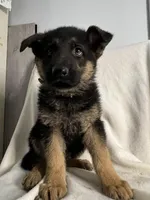 German shepherd boy, a male German Shepherd Dog for sale in Dearborn, MI – Photo 3 of 3