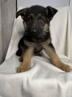German shepherd boy, a male German Shepherd Dog for sale in Dearborn, MI – Photo 1 of 3